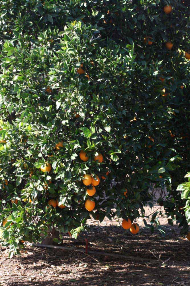            Habit (Riverside, CA)   